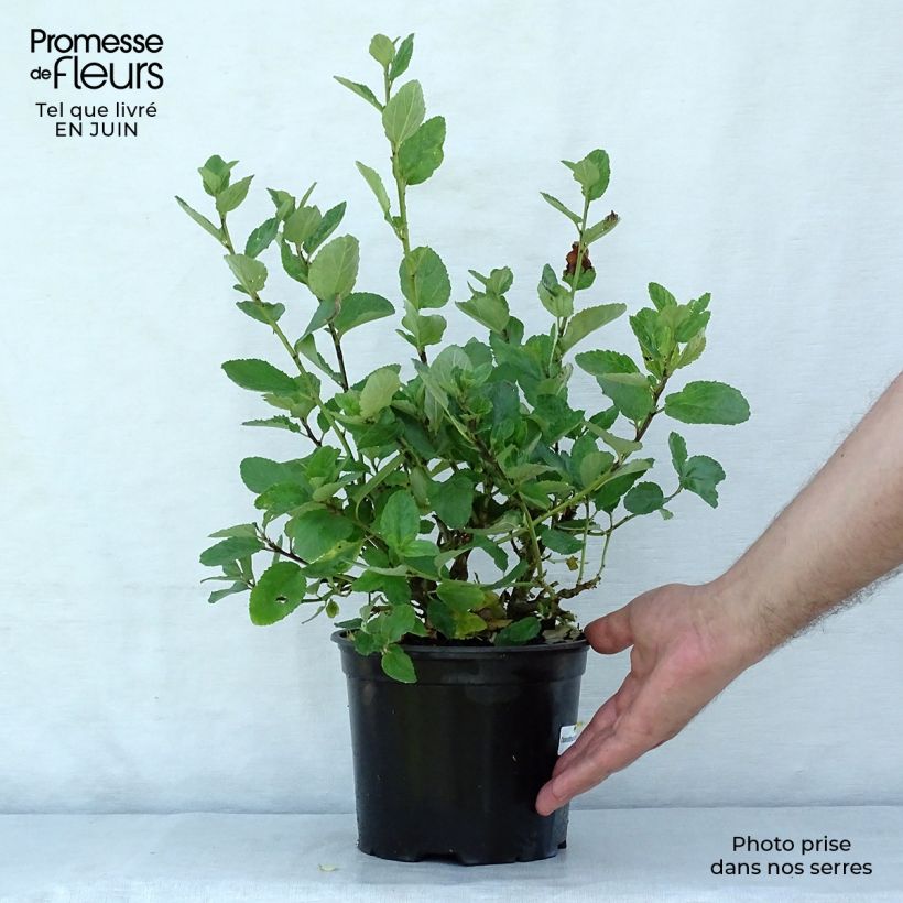 Esemplare di Ceanothus arboreus Trewithen Blue Vaso da 2L/3L consegnato in estate