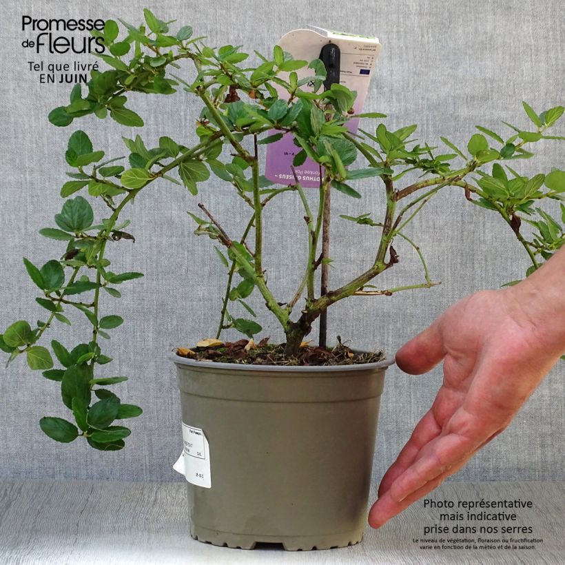 Esemplare di Ceanothus griseus var. horizontalis Yankee Point Vaso da 2L/3L consegnato in estate