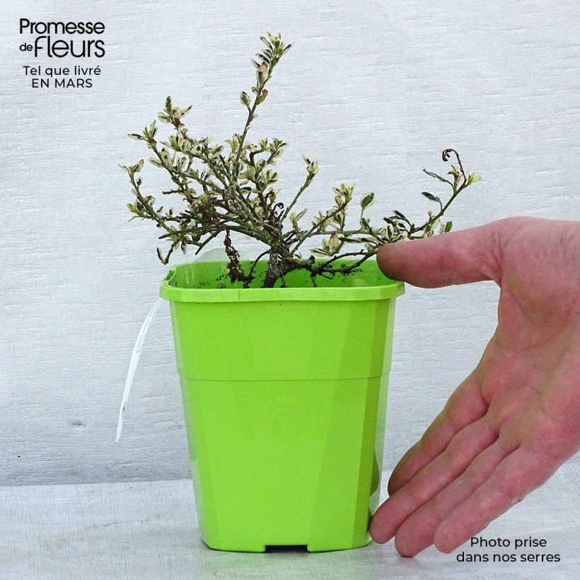 Ceanothus impressus Cool Blue Vaso da 1,5L/2L esemplare consegnato in inverno