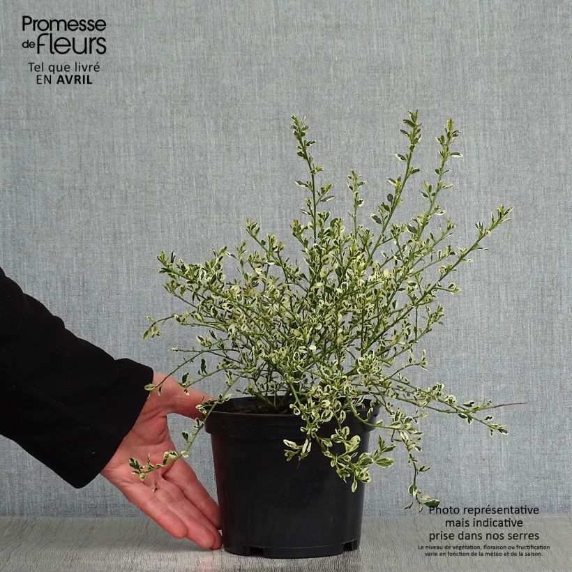 Ceanothus impressus Cool Blue Vaso da 1,5L/2L esemplare consegnato in primavera