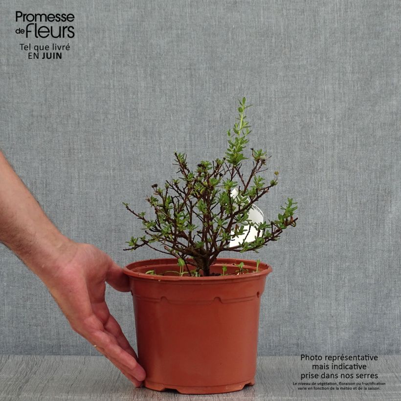 Esemplare di Ceanothus impressus Puget Blue Vaso da 2L/3L consegnato in estate