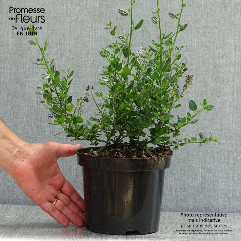 Esemplare di Ceanothus impressus Victoria Vaso da 2L/3L consegnato in estate