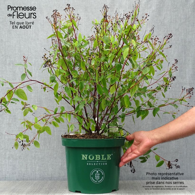 Esemplare di Ceanothus pallidus Marie Blue Vaso da 7,5L/10L consegnato in estate