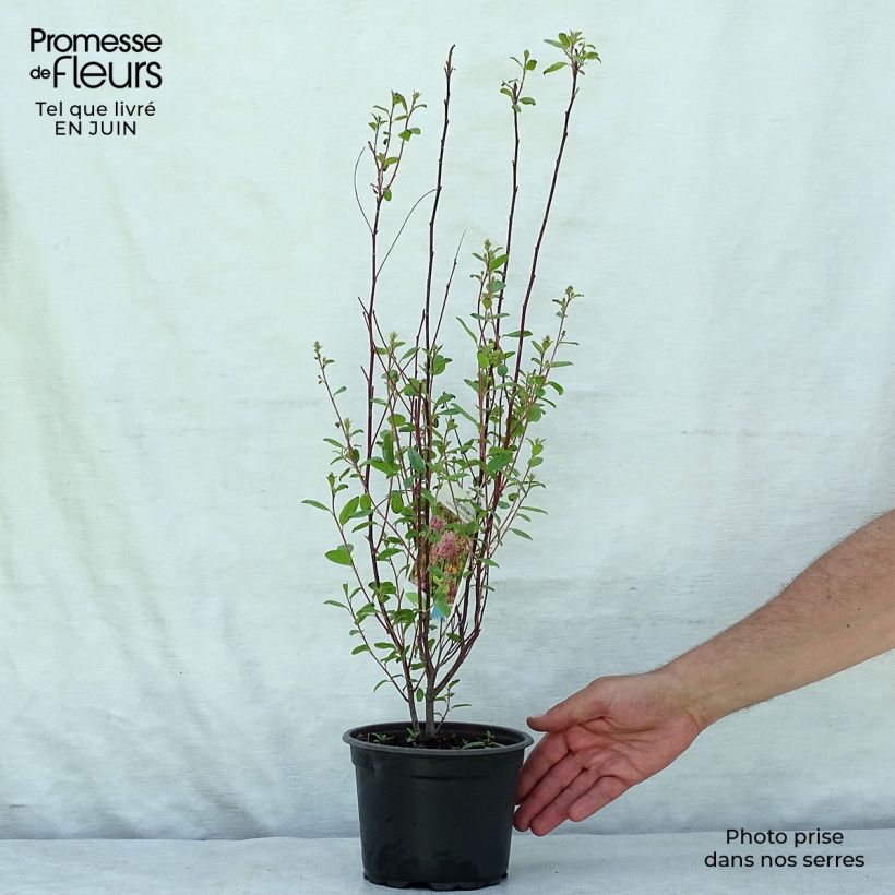 Esemplare di Ceanothus pallidus Marie Simon Vaso da 2L/3L consegnato in estate