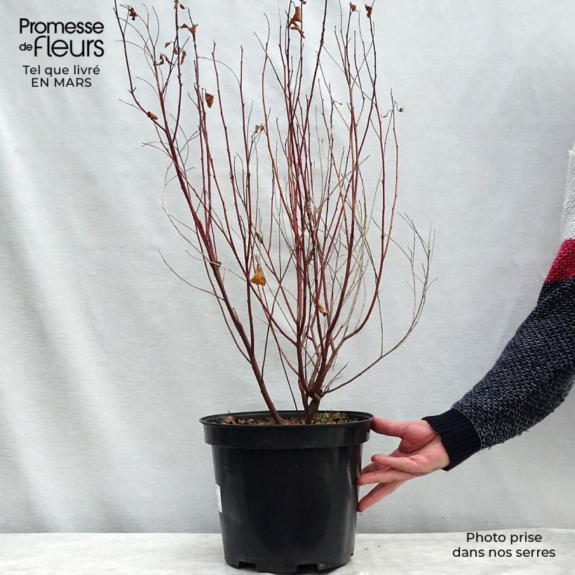 Ceanothus pallidus Marie Simon Vaso da 7,5L/10L esemplare consegnato in primavera