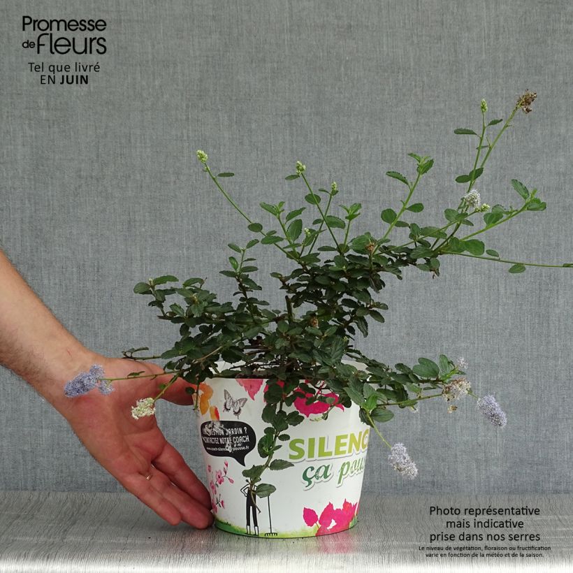 Esemplare di Ceanothus prostratus Prostratus Vaso da 2L/3L consegnato in estate