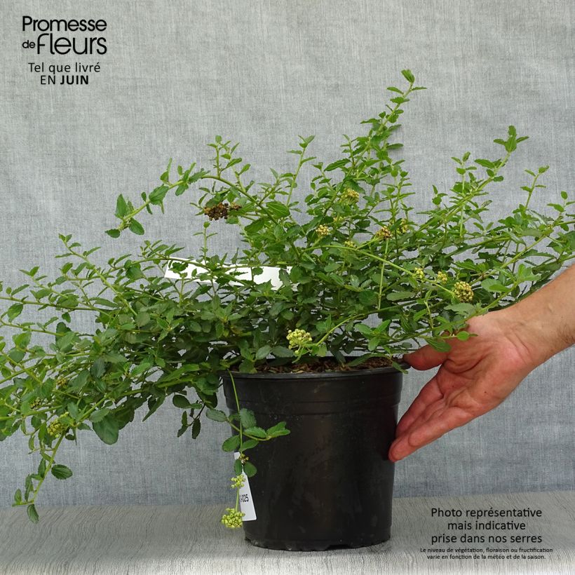 Esemplare di Ceanothus prostratus Prostratus Vaso da 4L/5L consegnato in estate