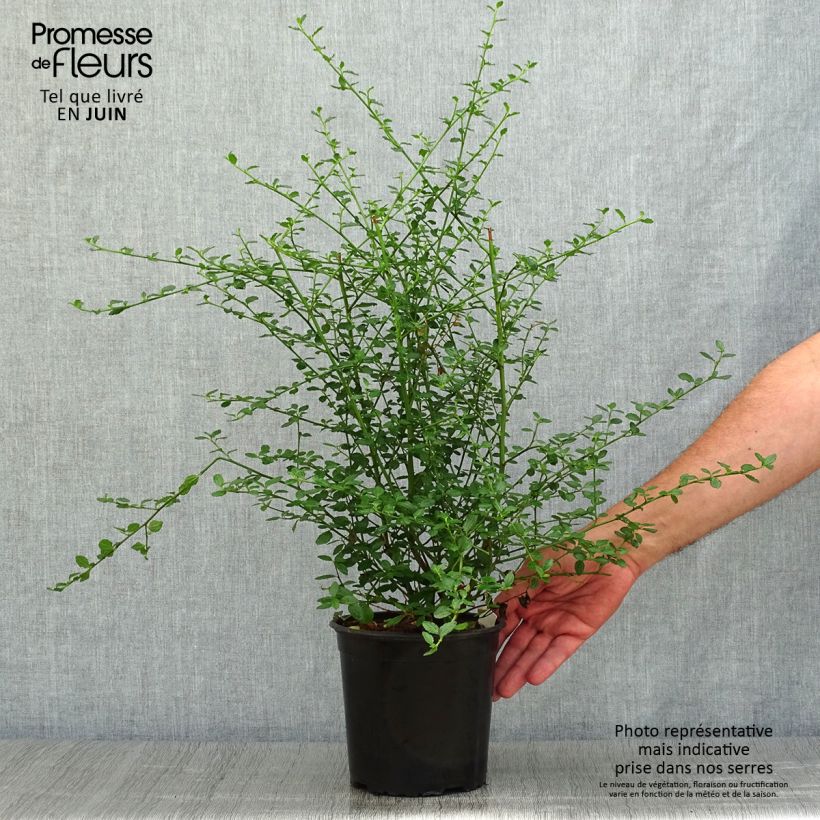 Esemplare di Ceanothus thyrsiflorus Millerton Point Vaso da 2L/3L consegnato in estate