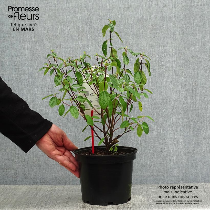Ceanothus Blue Diamond Vaso da 2L/3L esemplare consegnato in primavera