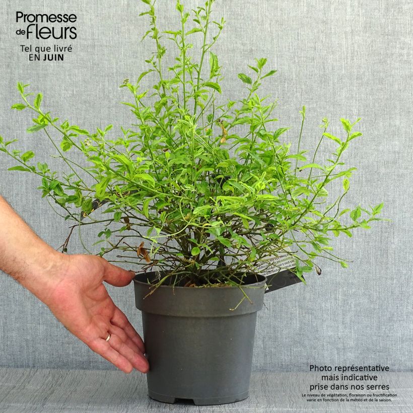 Esemplare di Ceanothus thyrsiflorus El Dorado Vaso da 2L/3L consegnato in estate