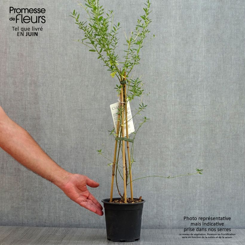 Esemplare di Ceanothus arboreus Concha Vaso da 2L/3L consegnato in estate