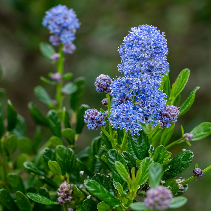 Ceanothus arboreus Concha (Fioritura)