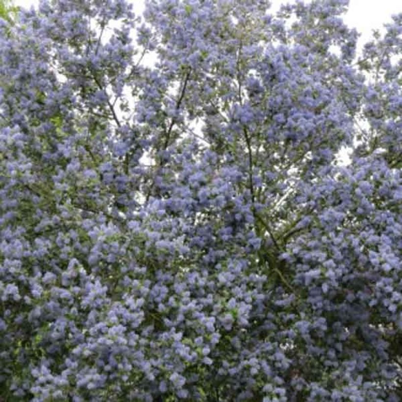 Ceanothus arboreus Trewithen Blue (Porto)