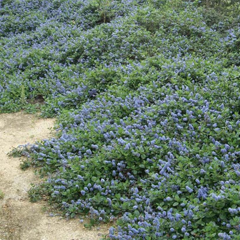 Ceanothus griseus var. horizontalis Yankee Point (Porto)