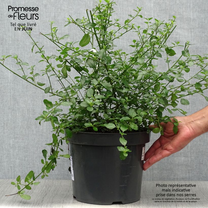 Esemplare di Ceanothus thyrsiflorus Repens Vaso da 7,5L/10L consegnato in estate