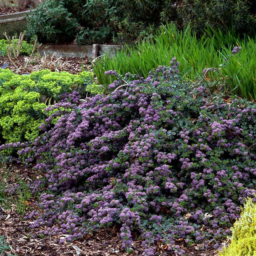 Ceanothus thyrsiflorus Repens (Porto)