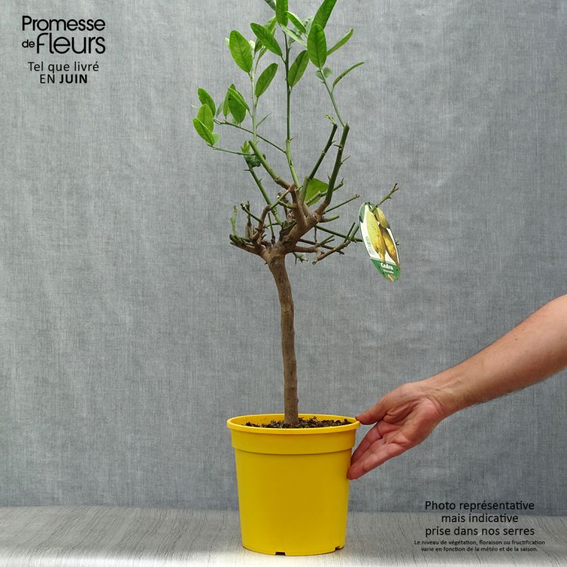 Esemplare di Citrus medica - Cedro (agrume) Vaso da 3L/4L, Vaso impalcato basso consegnato in estate