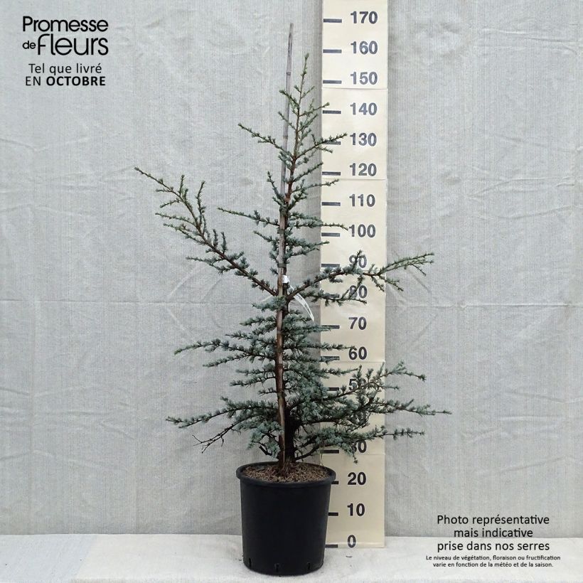 Esemplare di Cedrus libani subsp. atlantica Horstmanns Silberspitz - Cedro del Libano Vaso da 12L/15L come consegnato in autunno
