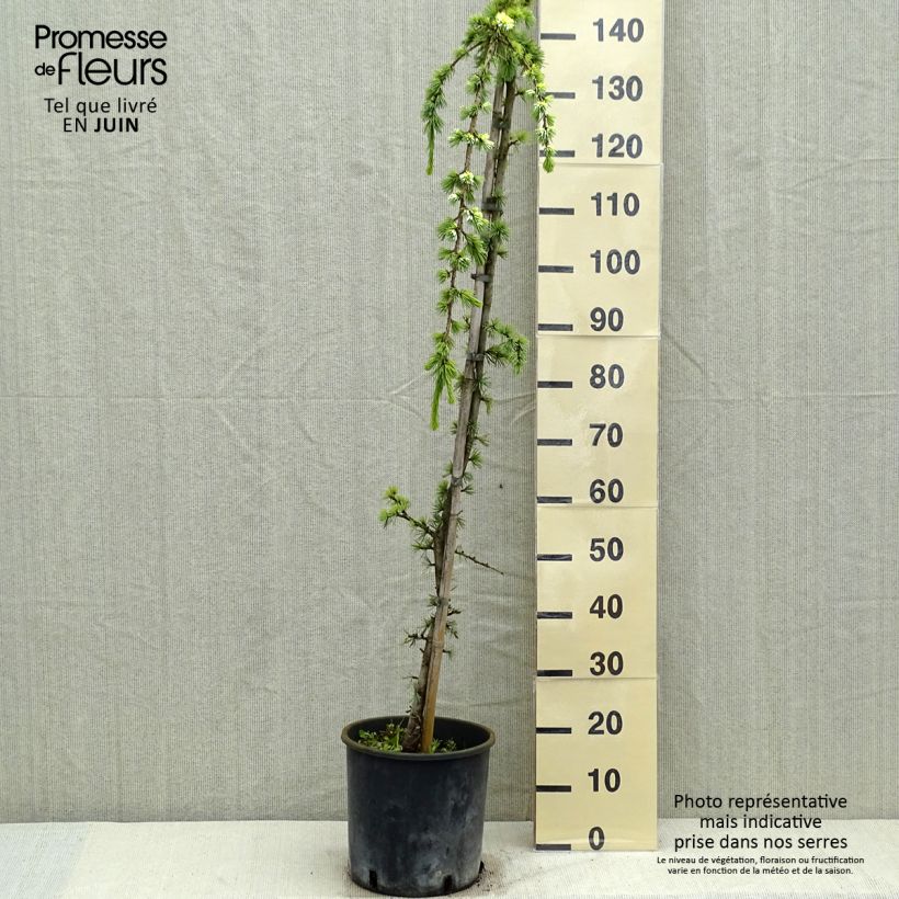 Cedrus libani Atlantica Pendula - Cedro del Libano Vaso da 7,5L/10L esemplare consegnato in primavera