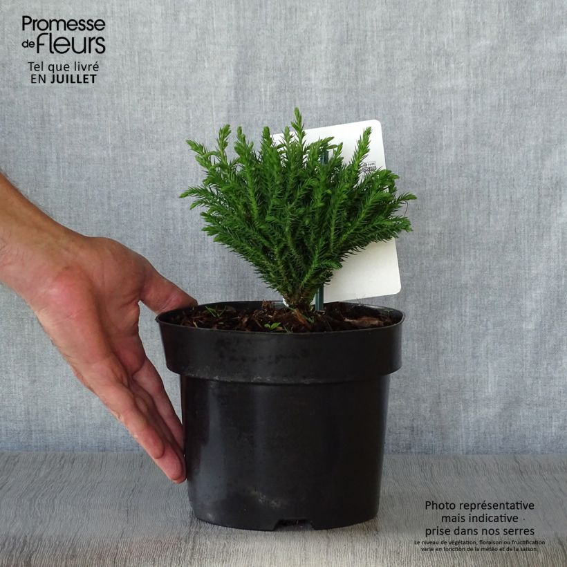 Esemplare di Cryptomeria japonica Green Pearl - Cedro del Giappone Vaso da 2L/3L consegnato in estate