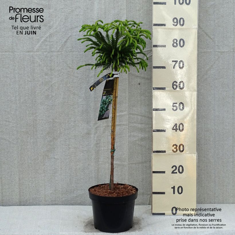 Cryptomeria japonica Dinger - Cedro del Giappone Vaso da 4L/5L esemplare consegnato in primavera
