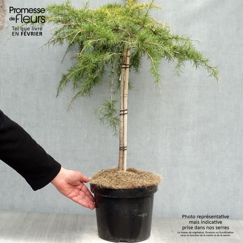 Cedrus deodara Golden Horizon - Cedro dell'Himalaya Vaso da 7,5L/10L esemplare consegnato in inverno
