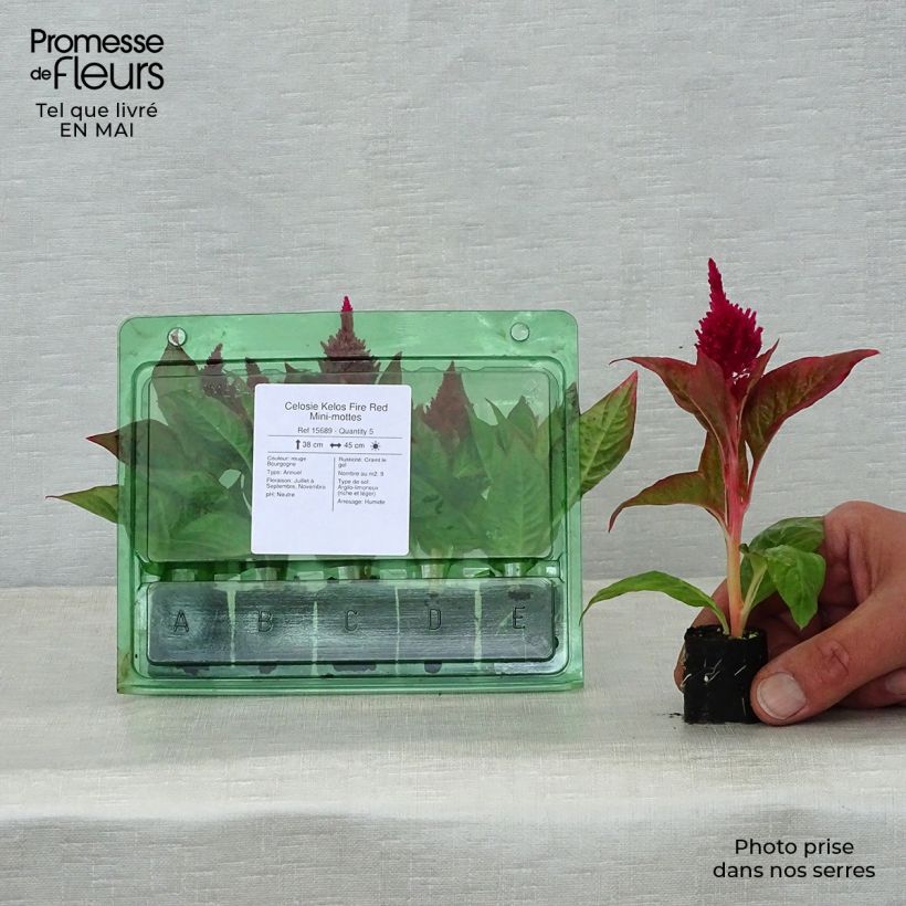 Celosia spicata Kelos Fire Red mini zolla... esemplare consegnato in primavera