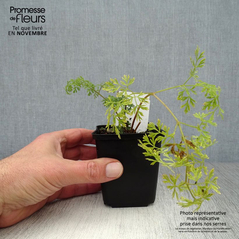 Esemplare di Cenolophium denudatum - Prezzemolo baltico Vasetto da 8/9 cm come consegnato in autunno