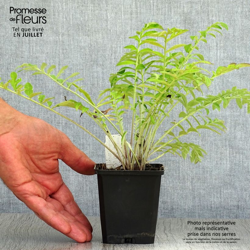 Esemplare di Centaurea dealbata - Fiordaliso Vasetto da 8/9 cm consegnato in estate