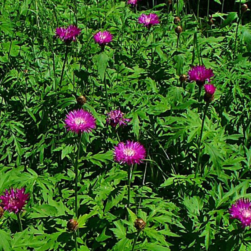 Centaurea dealbata Stenbeergii - Fiordaliso (Fioritura)