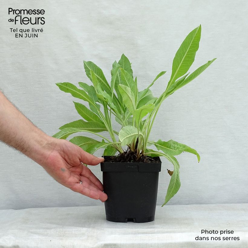 Esemplare di Centaurea macrocephala - Fiordaliso Vaso da 2L/3L consegnato in estate