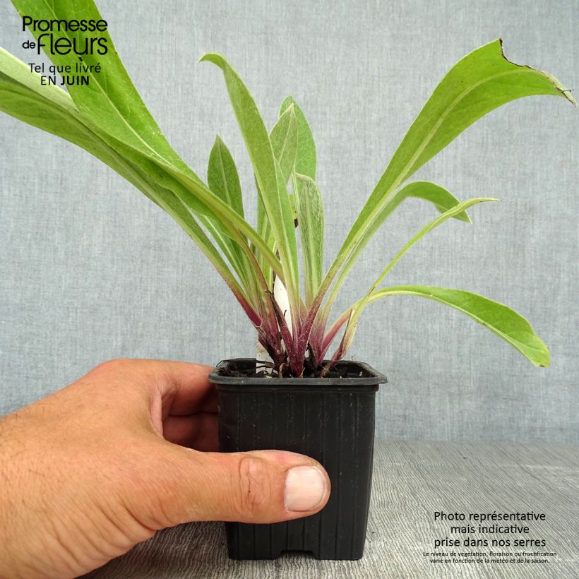 Esemplare di Centaurea montana Caramia - Fiordaliso montano Vasetto da 8/9 cm consegnato in estate