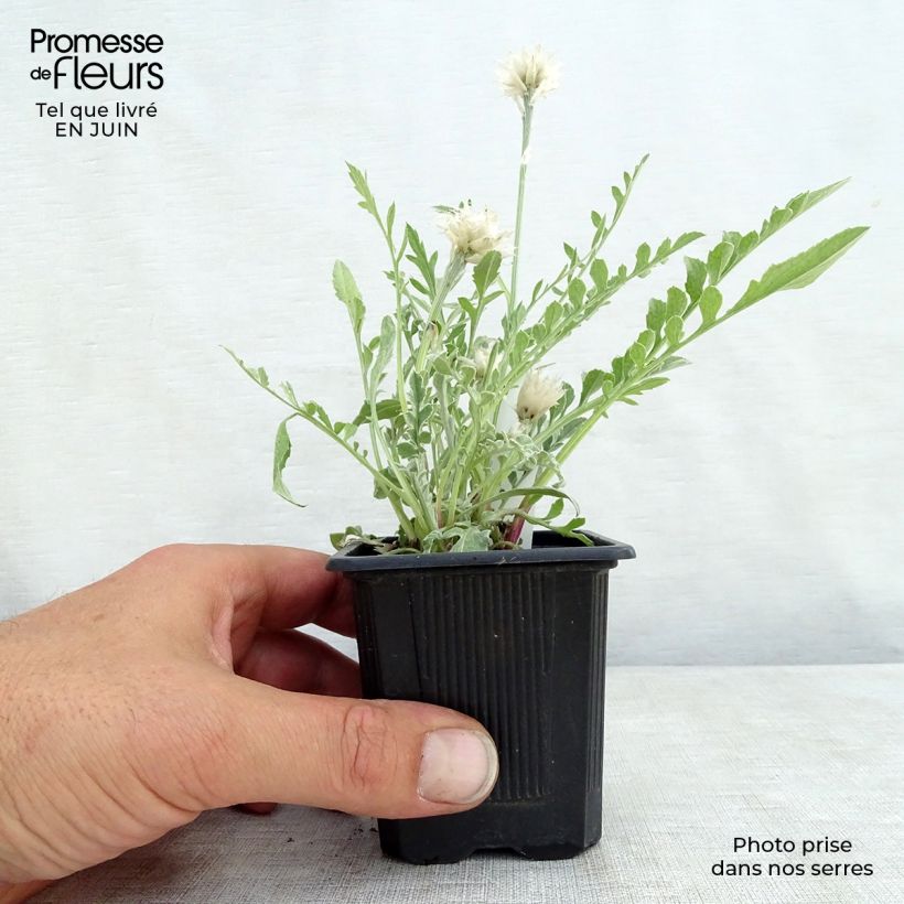 Esemplare di Centaurea pulcherrima - Fiordaliso Vasetto da 8/9 cm consegnato in estate