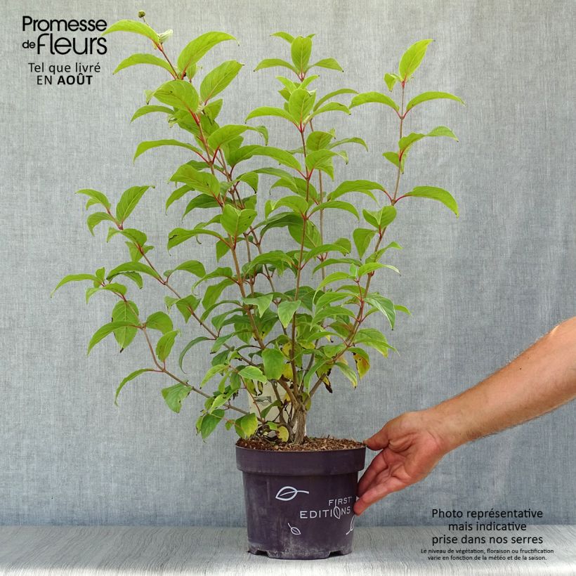 Esemplare di Cephalanthus occidentalis Fiber Optics Vaso da 3L/4L consegnato in estate