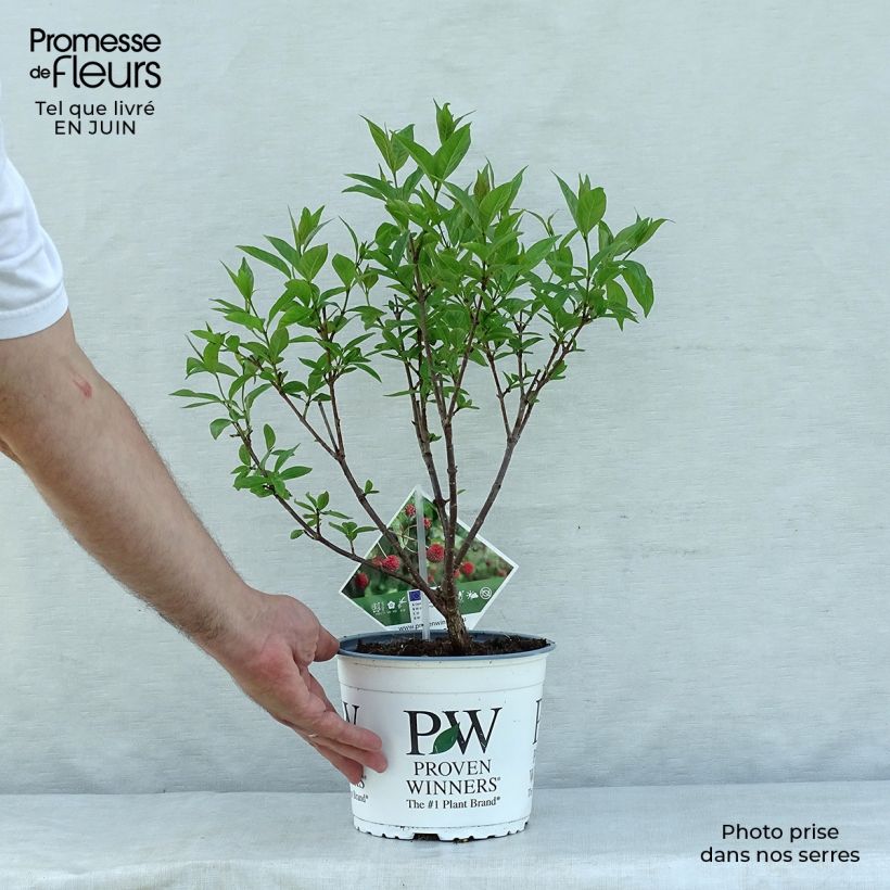 Esemplare di Cephalanthus occidentalis Sugar Shack Vaso da 2L/3L consegnato in estate