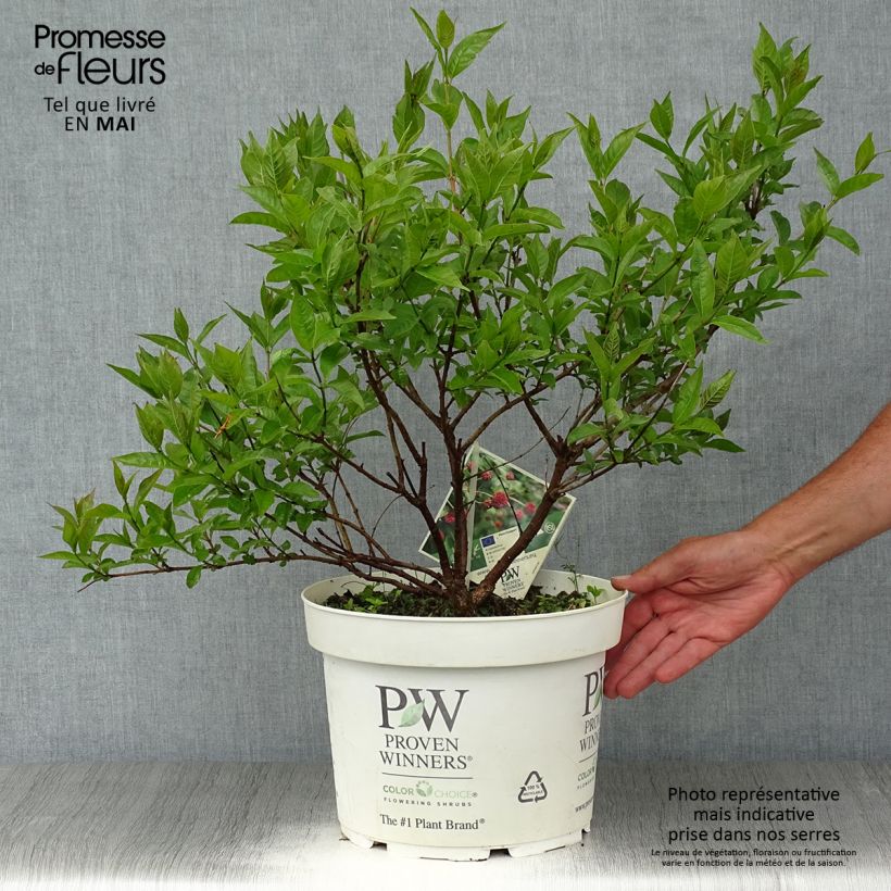 Cephalanthus occidentalis Sugar Shack Vaso da 7,5L/10L esemplare consegnato in primavera