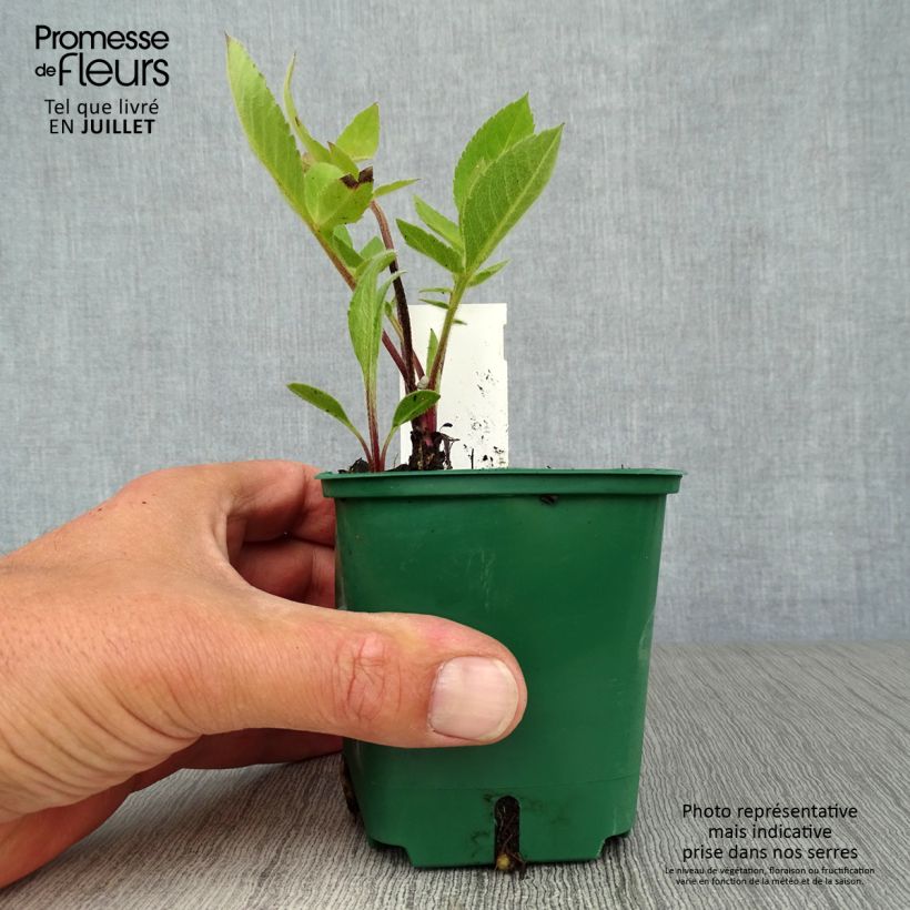 Esemplare di Cephalaria gigantea - Vedovina gigante Vasetto da 8/9 cm consegnato in estate