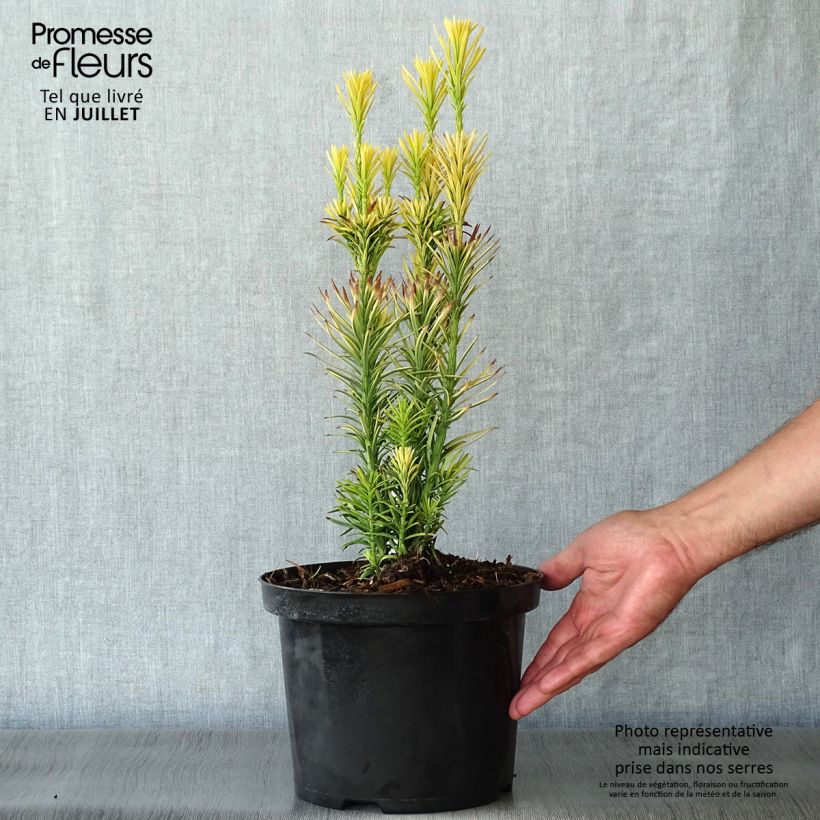 Esemplare di Cephalotaxus harringtonia Korean Gold Vaso da 2L/3L consegnato in estate