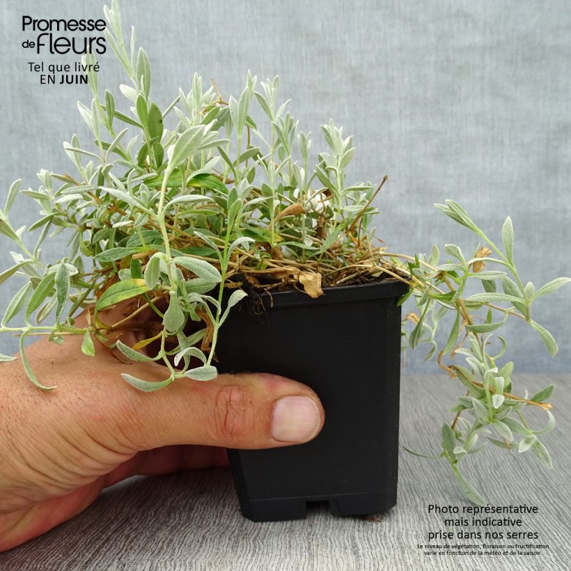 Esemplare di Cerastium biebersteinii - Cerastio Vasetto da 8/9 cm consegnato in estate