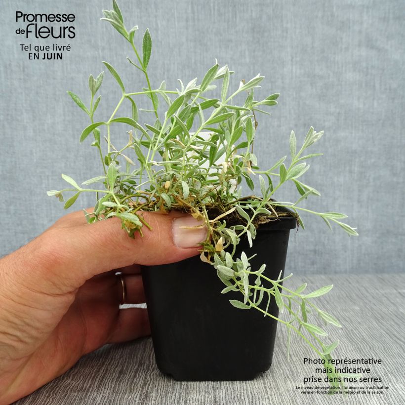 Esemplare di Cerastium tomentosum Yo Yo - Peverina tomentosa Vasetto da 8/9 cm consegnato in estate