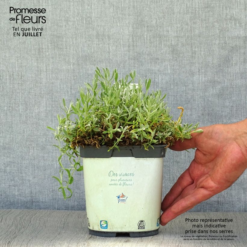 Esemplare di Cerastium tomentosum Yo Yo - Peverina tomentosa Vaso da 2L/3L consegnato in estate