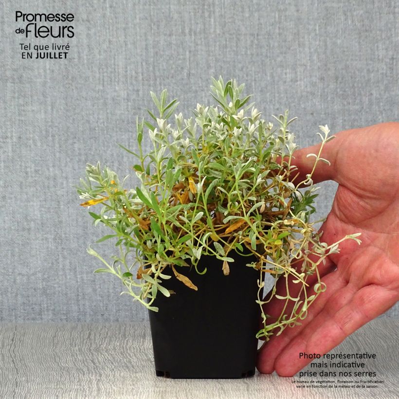 Esemplare di Cerastium tomentosum var. columnae - Peverina tomentosa Vasetto da 8/9 cm consegnato in estate