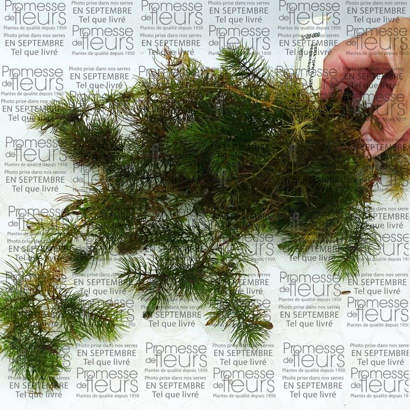 Esempio di esemplare Ceratophyllum demersum - Ceratofillo comune Confezione come consegnato