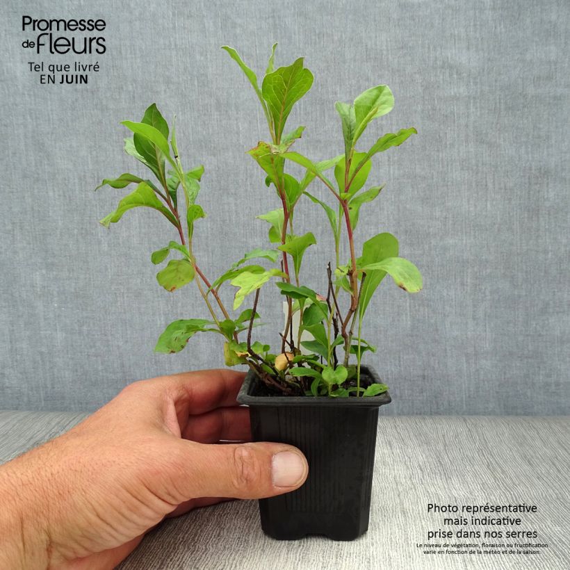 Esemplare di Ceratostigma plumbaginoides - Plumbago blu Vasetto da 8/9 cm consegnato in estate