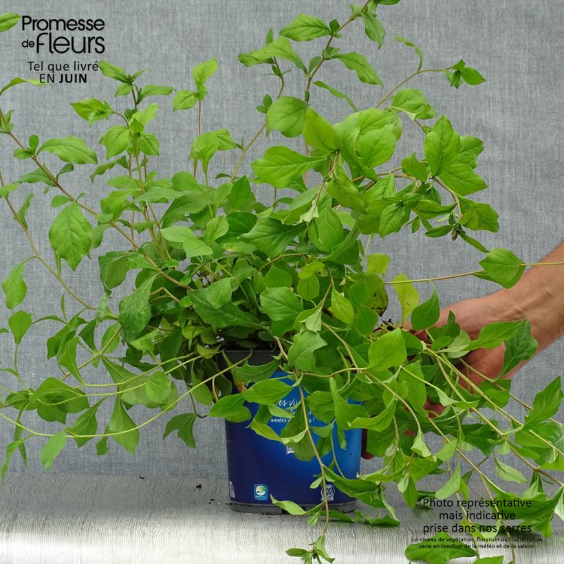 Esemplare di Ceratostigma plumbaginoides - Plumbago blu Vaso da 2L/3L consegnato in estate