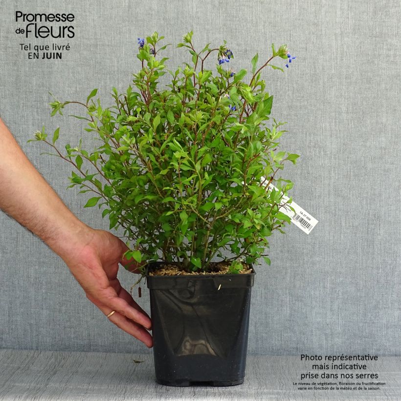Esemplare di Ceratostigma willmottianum Forest Blue - Plumbago cinese Vaso da 2L/3L consegnato in estate