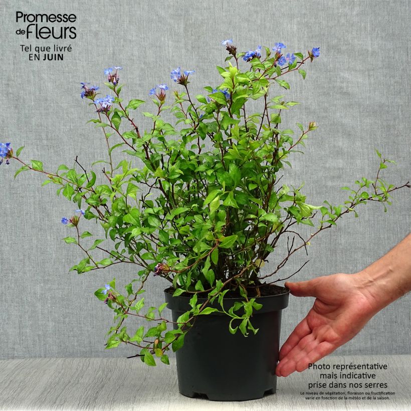 Esemplare di Ceratostigma willmottianum - Plumbago cinese Vaso da 2L/3L consegnato in estate
