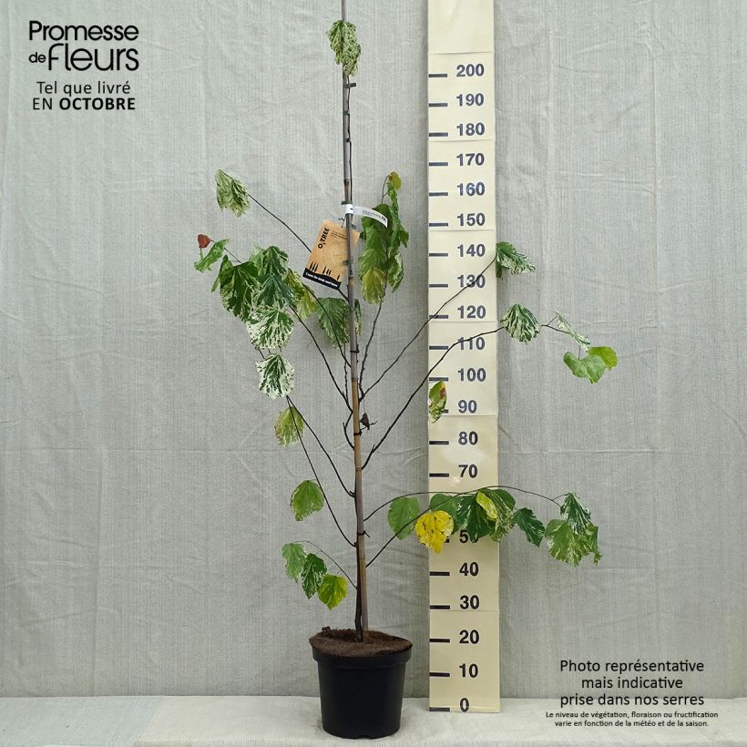 Esemplare di Cercis canadensis Alley Cat - Albero di Giuda Vaso da 6L/7L come consegnato in autunno