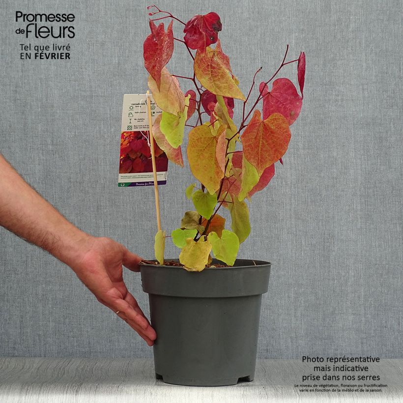Esemplare di Cercis canadensis Eternal Flame - Albero di Giuda Vaso da 4L/5L come consegnato in autunno