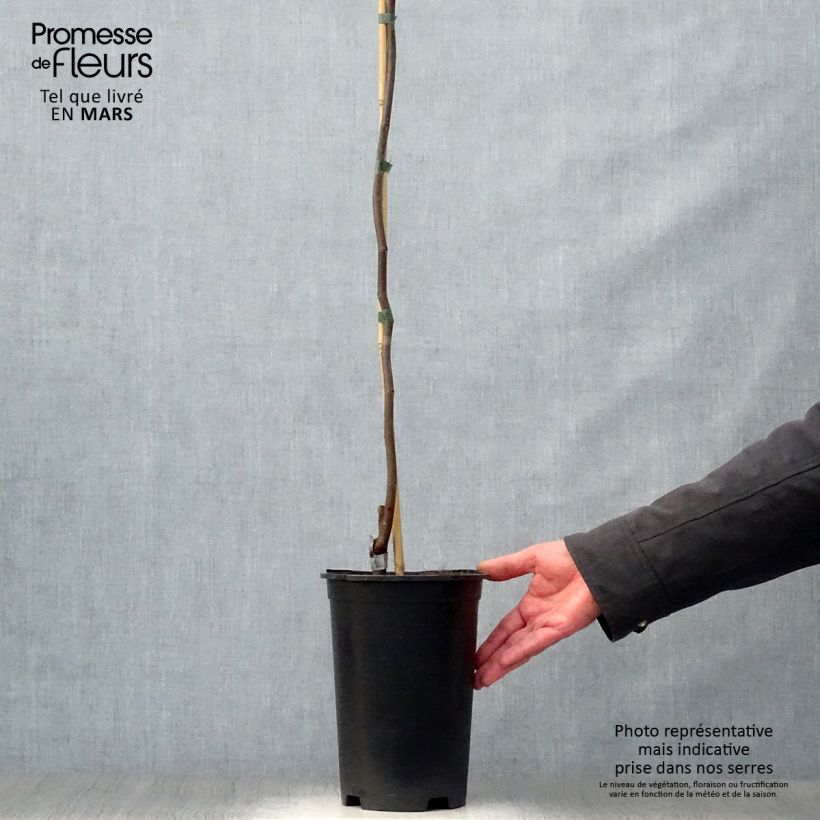 Cercis canadensis Lavender Twist - Albero di Giuda Vaso da 4L/5L esemplare consegnato in primavera